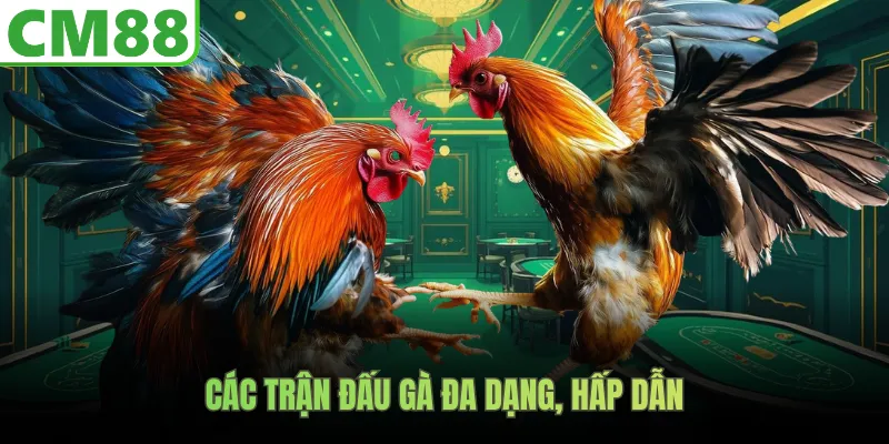 Các trận đấu gà đa dạng, hấp dẫn