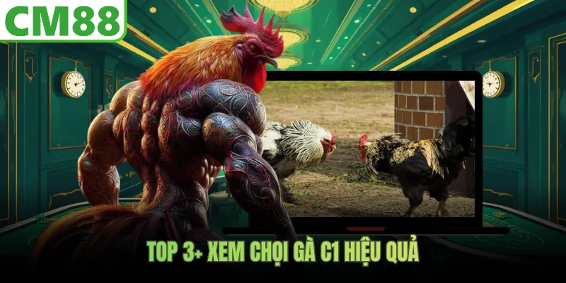 Top 3+ xem chọi gà C1 hiệu quả